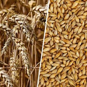 Barley and Wheat